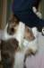 honey9monthsold16_small.jpg
