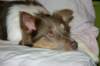 honey9monthsold17_small.jpg