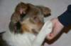 honey9monthsold18_small.jpg