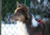 honey9monthsold19_small.jpg