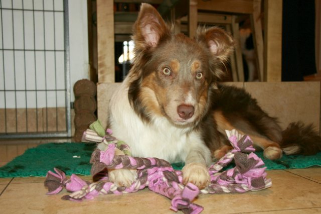 honey9monthsold2.jpg