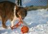 honey9monthsold21_small.jpg