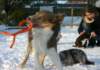 honey9monthsold24_small.jpg