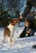 honey9monthsold25_small.jpg