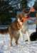 honey9monthsold26_small.jpg