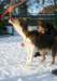 honey9monthsold28_small.jpg