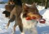 honey9monthsold29_small.jpg