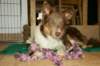 honey9monthsold2_small.jpg