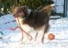 honey9monthsold30_small.jpg