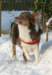 honey9monthsold32_small.jpg