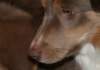 honey9monthsold34_small.jpg