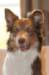 honey9monthsold38_small.jpg
