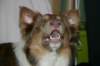 honey9monthsold3_small.jpg