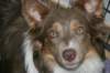 honey9monthsold40_small.jpg