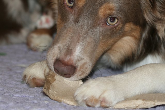 honey9monthsold41.jpg