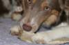 honey9monthsold41_small.jpg