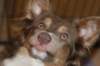 honey9monthsold43_small.jpg