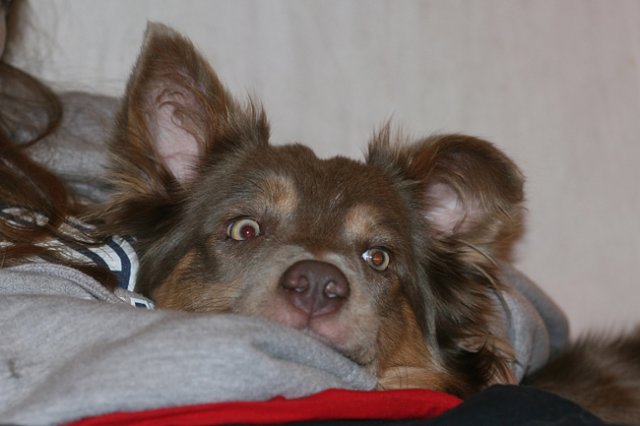 honey9monthsold45.jpg