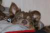 honey9monthsold45_small.jpg