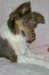 honey9monthsold4_small.jpg