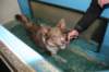 honey9monthsold51_small.jpg