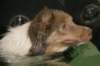 honey9monthsold54_small.jpg