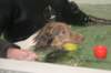 honey9monthsold56_small.jpg