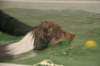 honey9monthsold57_small.jpg