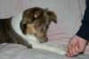 honey9monthsold5_small.jpg