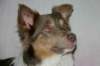 honey9monthsold7_small.jpg