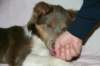 honey9monthsold8_small.jpg