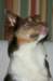 honey9monthsold9_small.jpg