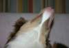 honey9monthsold_small.jpg