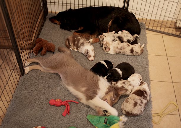 honeyjoywithpups22daysold2.jpg