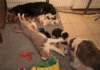 honeyjoywithpups22daysold3_small.jpg
