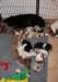 honeyjoywithpups22daysold4_small.jpg