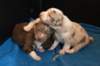 honeylittermate17daysold2_small.jpg