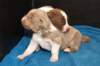 honeylittermate17daysold3_small.jpg