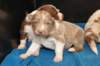 honeylittermate17daysold_small.jpg