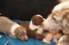 honeylittermate17daysoldwithlizz_small.jpg
