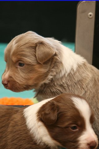 honeylittermate24daysold.jpg