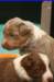 honeylittermate24daysold_small.jpg