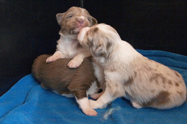 honeylittermates17daysold.jpg