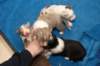 honeylittermates17daysold2_small.jpg