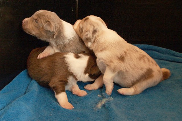 honeylittermates17daysold3.jpg