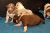 honeylittermates17daysold4_small.jpg
