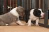 honeylittermates21daysold10_small.jpg
