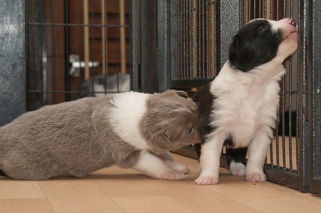 honeylittermates21daysold11.jpg