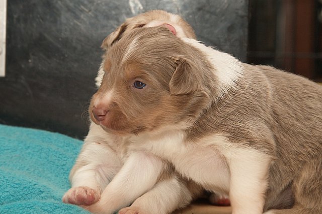 honeylittermates21daysold12.jpg