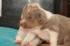 honeylittermates21daysold12_small.jpg